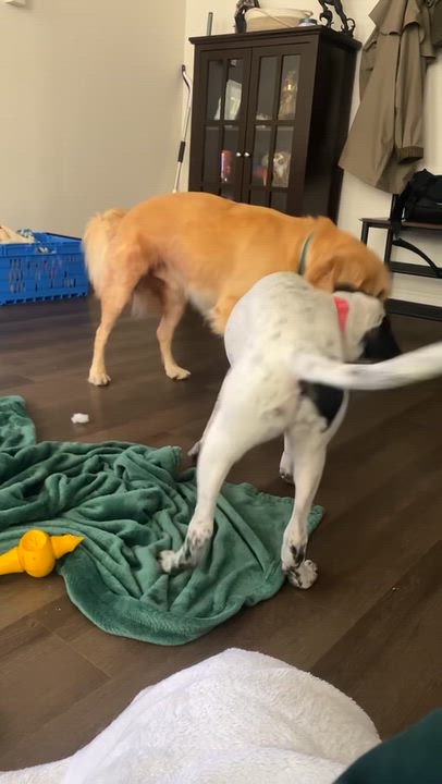 Enlarge Sue Ellen O'Hound, a Adoptable mixed breed in New Orleans, LA video 3/6
