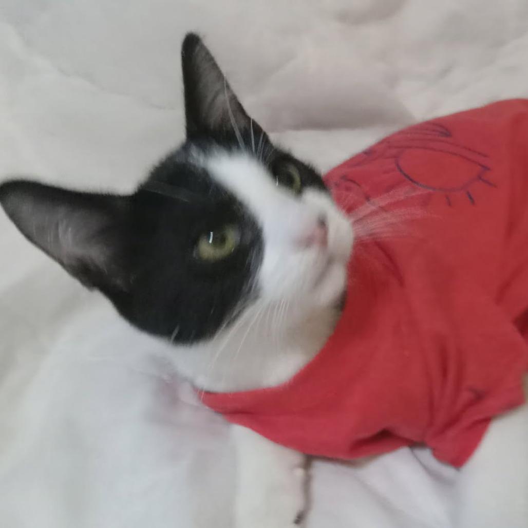 Enlarge Patrick, a Adoptable Domestic Short Hair in Danville, IL image 2/2