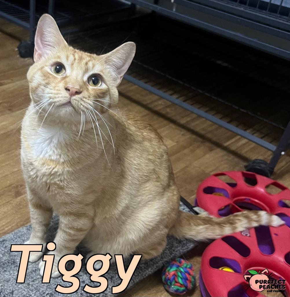 Tiggy, Adoptable, Young Male Domestic Short Hair.