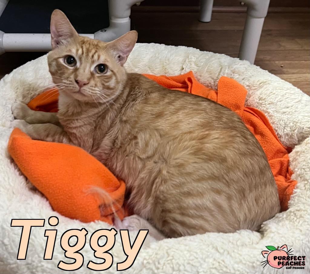 Enlarge Tiggy, a Adoptable mixed breed in Douglasville, GA image 2/3