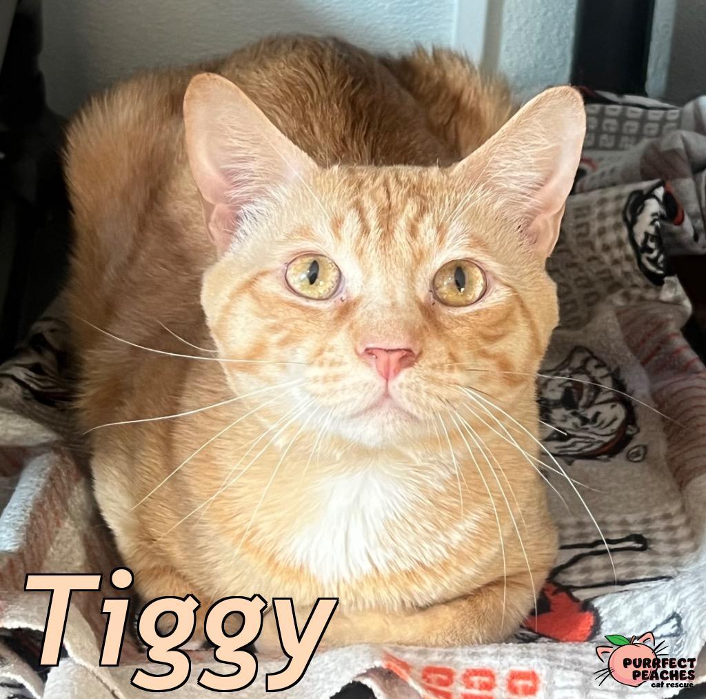Enlarge Tiggy, a Adoptable mixed breed in Douglasville, GA image 4/4