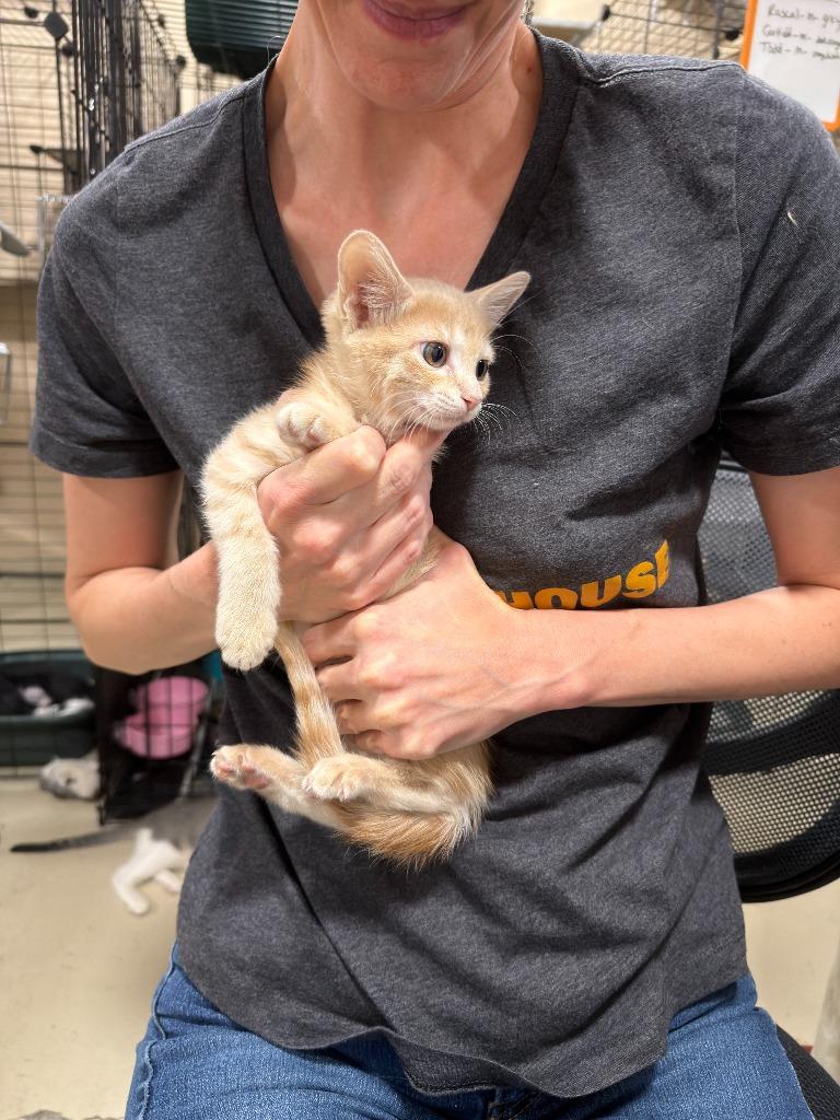 Shelly, Adoptable, Kitten Female Domestic Short Hair.