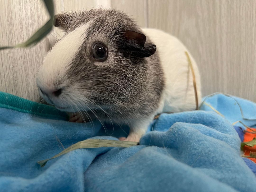 Ladybug, a Adoptable Guinea Pig in Troy, AL image 1/2