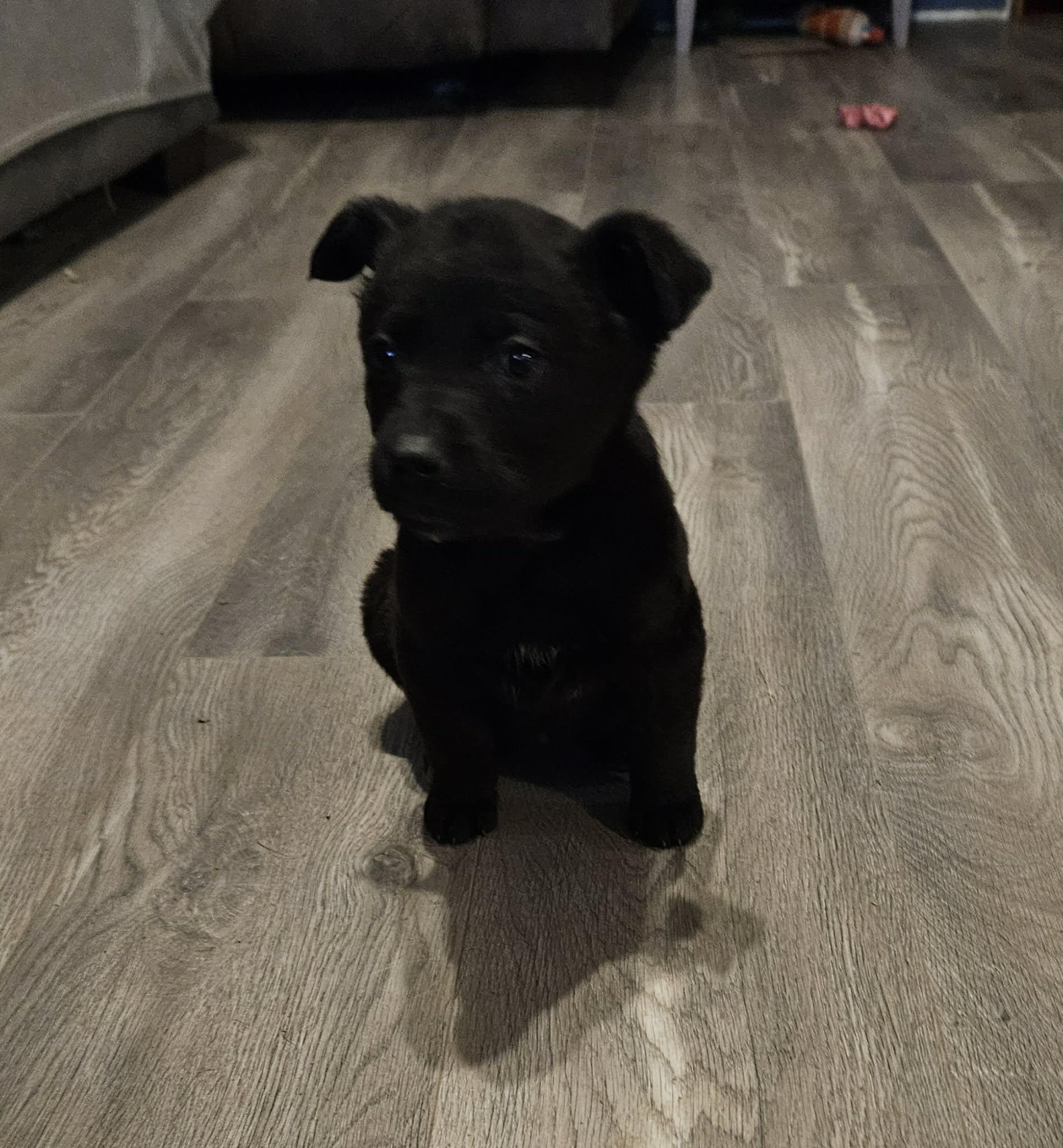 Enlarge Miley, a Adoptable mixed breed in Brockport, NY image 4/5