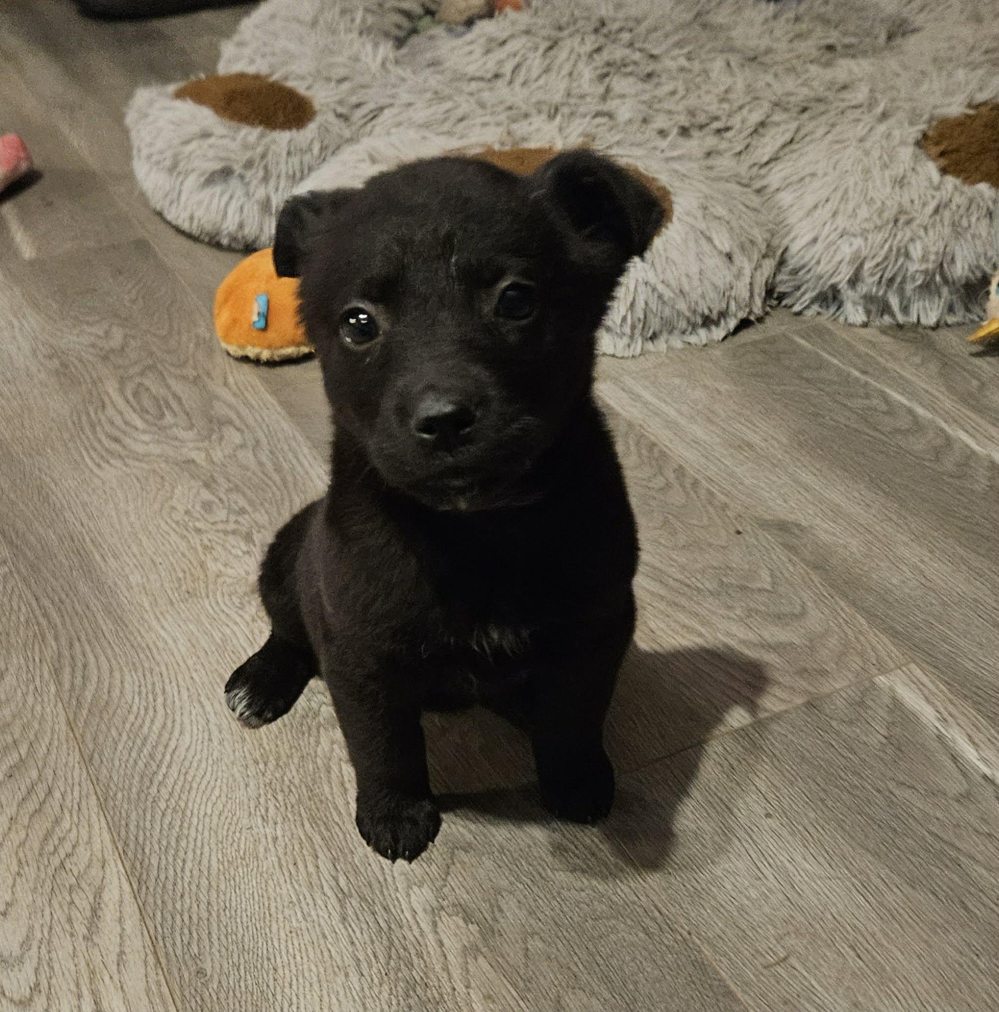 Enlarge Miley, a Adoptable mixed breed in Brockport, NY image 3/5