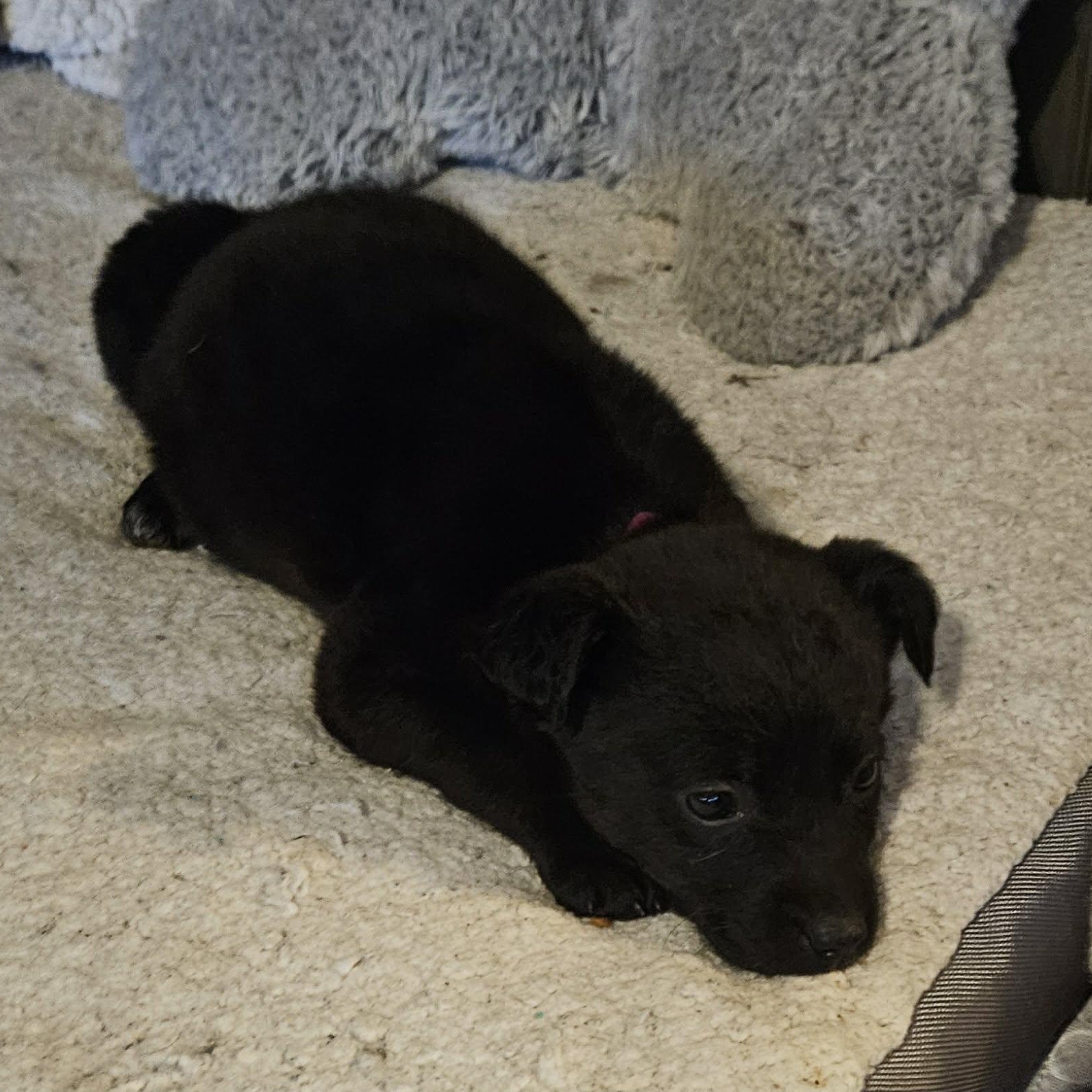 Enlarge Miley, a Adoptable mixed breed in Brockport, NY image 2/5