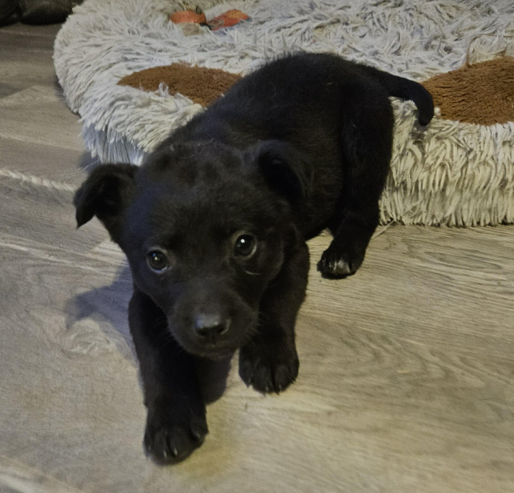 Enlarge Miley, a Adoptable mixed breed in Brockport, NY image 5/5