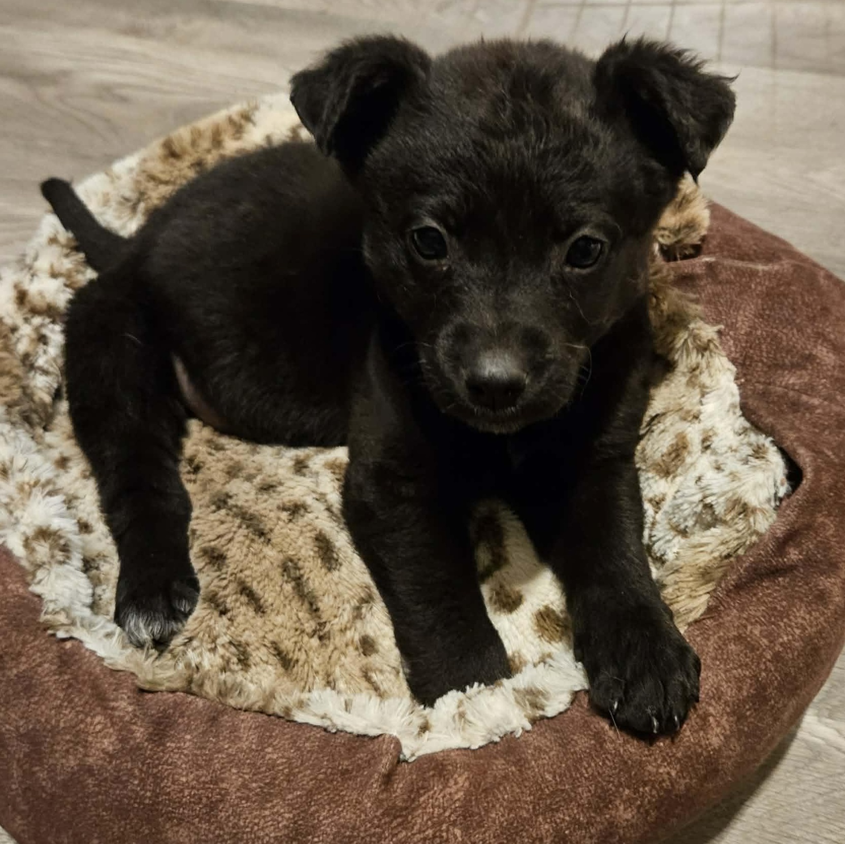 Enlarge Miley, a Adoptable mixed breed in Brockport, NY image 1/5