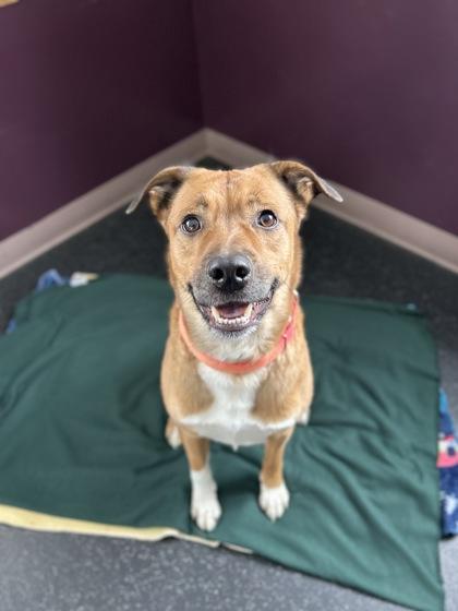 Charlie, Adoptable, Adult Male Labrador Retriever & Mixed Breed.