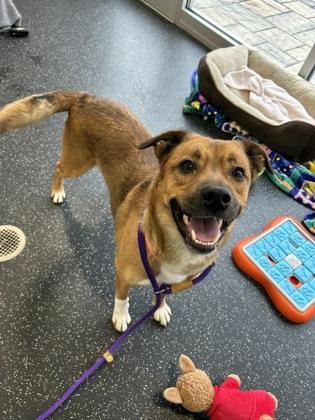 Charlie, Adoptable, Adult Male Labrador Retriever & Mixed Breed.