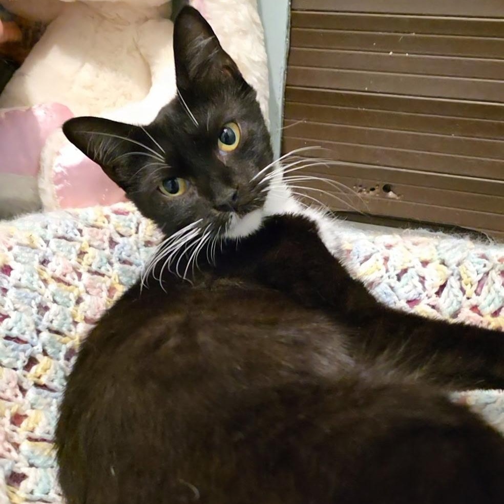 Enlarge Macarena, a Adoptable mixed breed in Smithtown, NY image 1/1