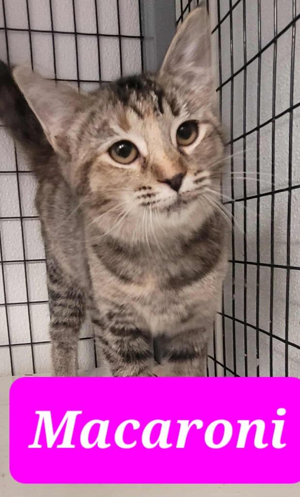 Macaroni, Adoptable, Young Female Domestic Short Hair.