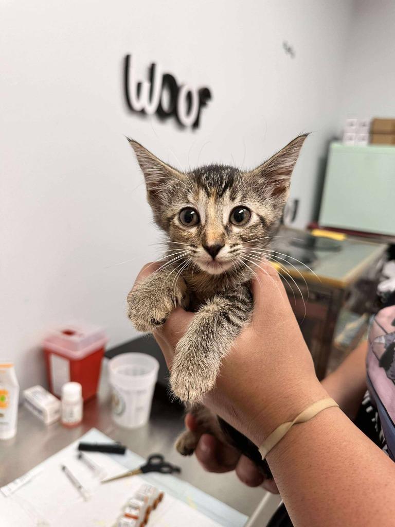Enlarge Macaroni, a Adoptable mixed breed in Republic, MO image 2/2