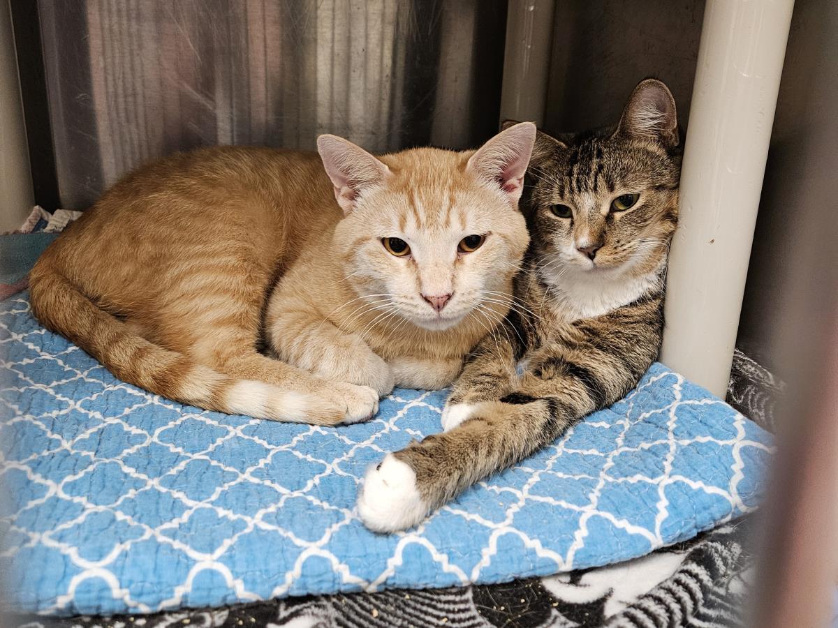 Geno, Adoptable, Young Male Domestic Short Hair.