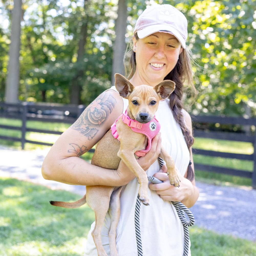 Enlarge Acorn (Female), a Adoptable mixed breed in West Grove, PA image 3/5