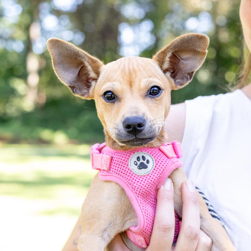 Enlarge Acorn (Female), a Adoptable mixed breed in West Grove, PA image 1/5