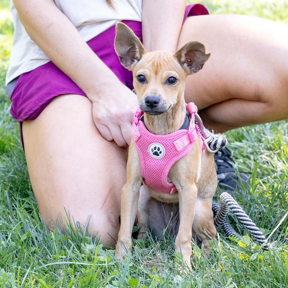 Enlarge Acorn (Female), a Adoptable mixed breed in West Grove, PA image 2/5