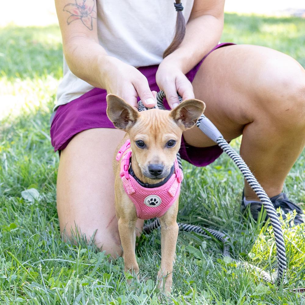 Enlarge Acorn (Female), a Adoptable mixed breed in West Grove, PA image 4/5