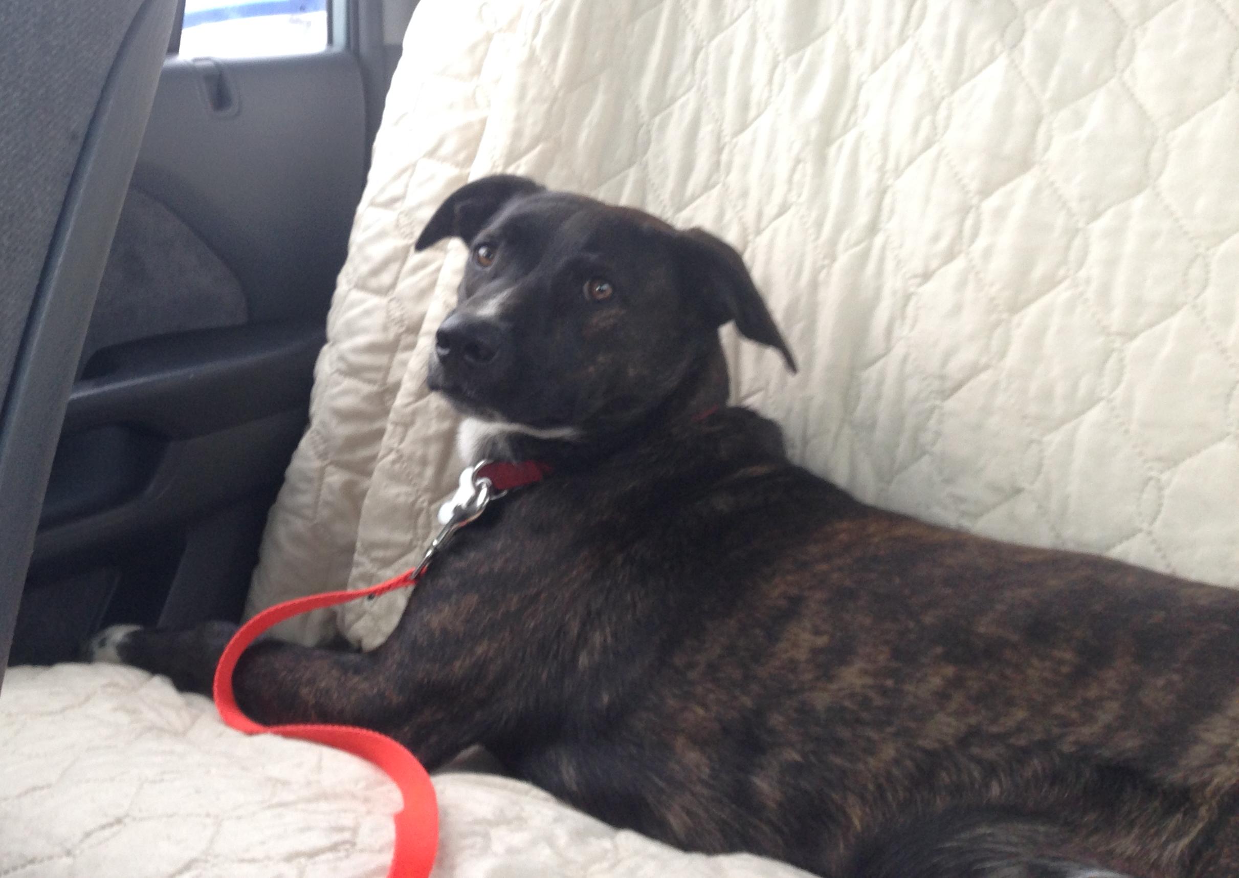 Benny, a Adoptable mixed breed in Warren, NJ image 1/6