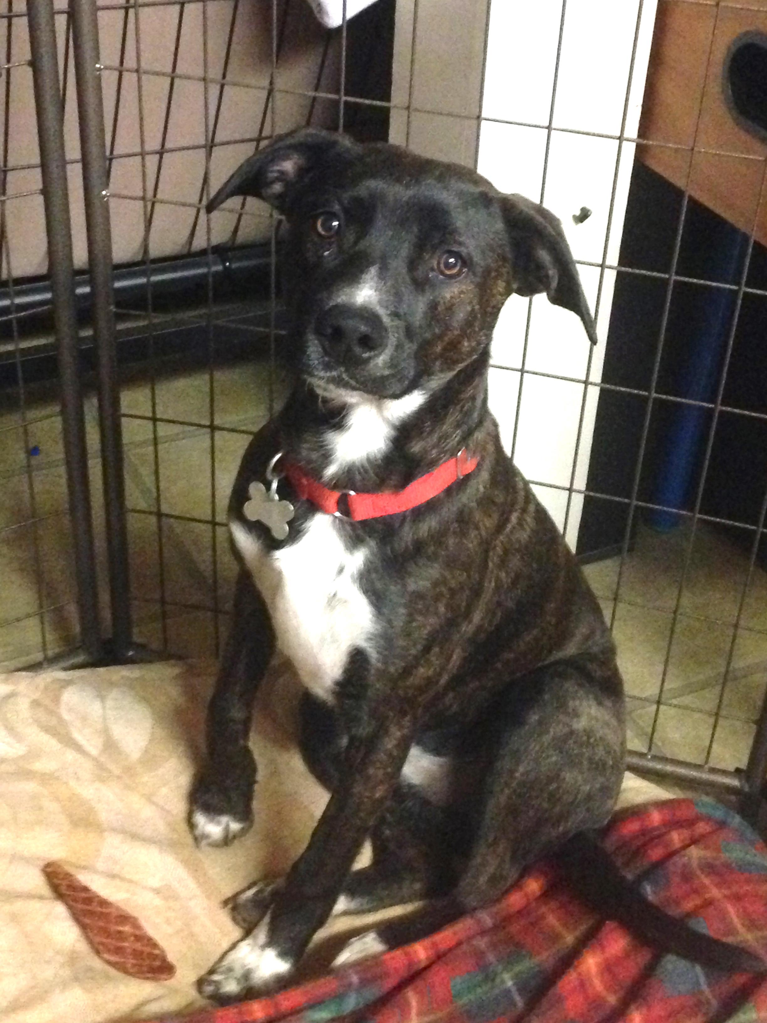 Benny, a Adoptable mixed breed in Warren, NJ image 2/6