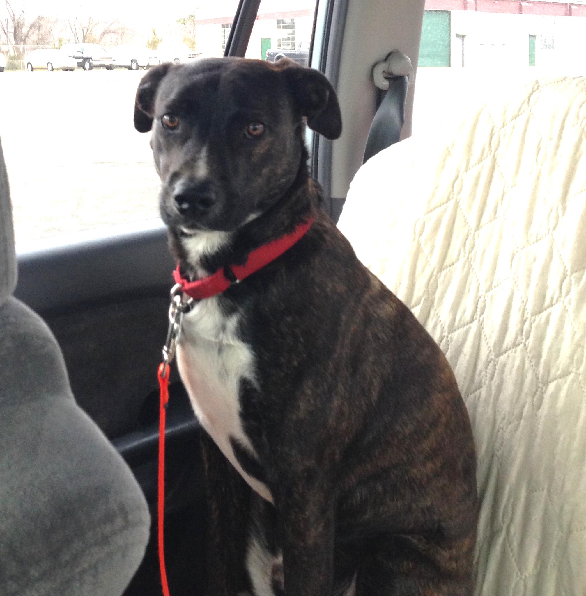 Benny, a Adoptable mixed breed in Warren, NJ image 3/6