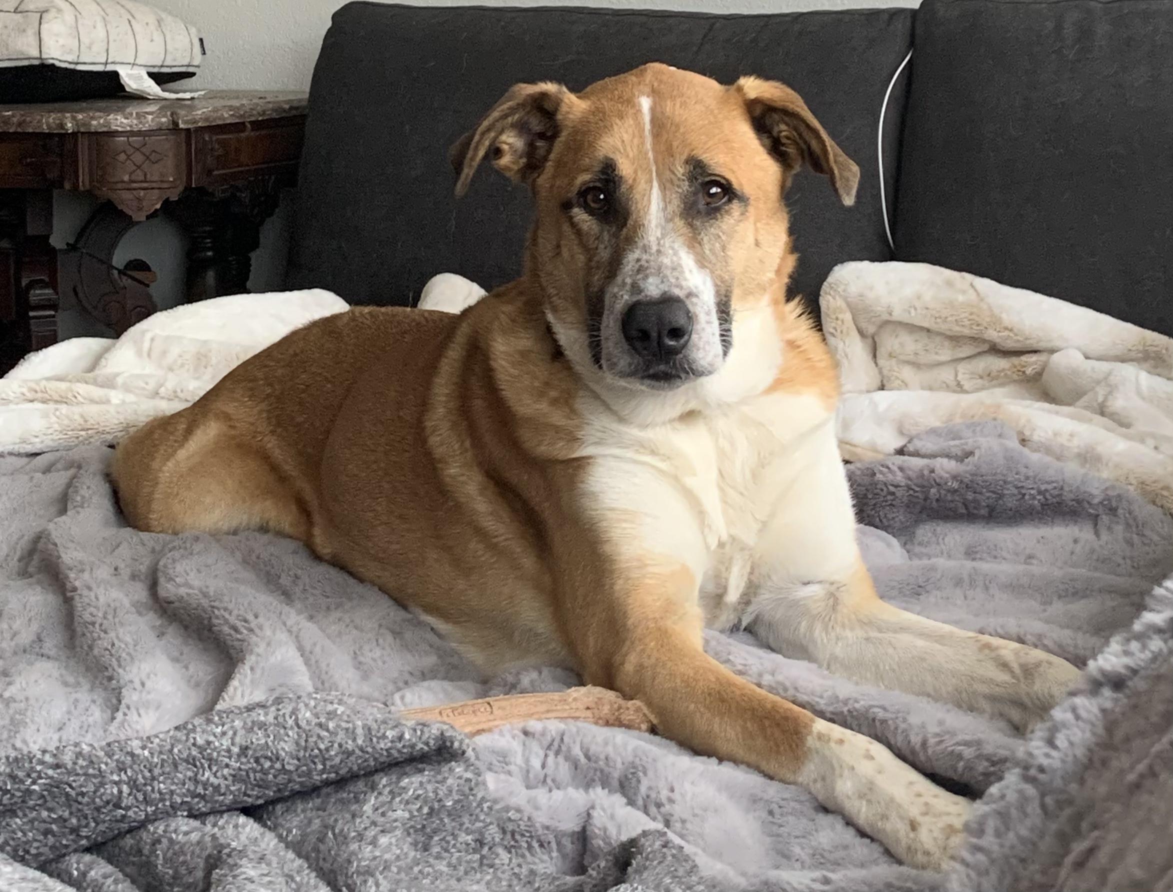Simba, an adoptable Anatolian Shepherd, Black Mouth Cur in Missoula, MT, 59802 | Photo Image 3