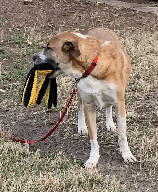 Simba, an adoptable Anatolian Shepherd, Black Mouth Cur in Missoula, MT, 59802 | Photo Image 2