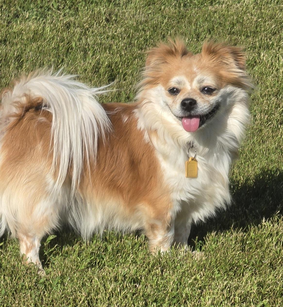 Karl, adopted, Adult Male Shih Tzu & Pomeranian.