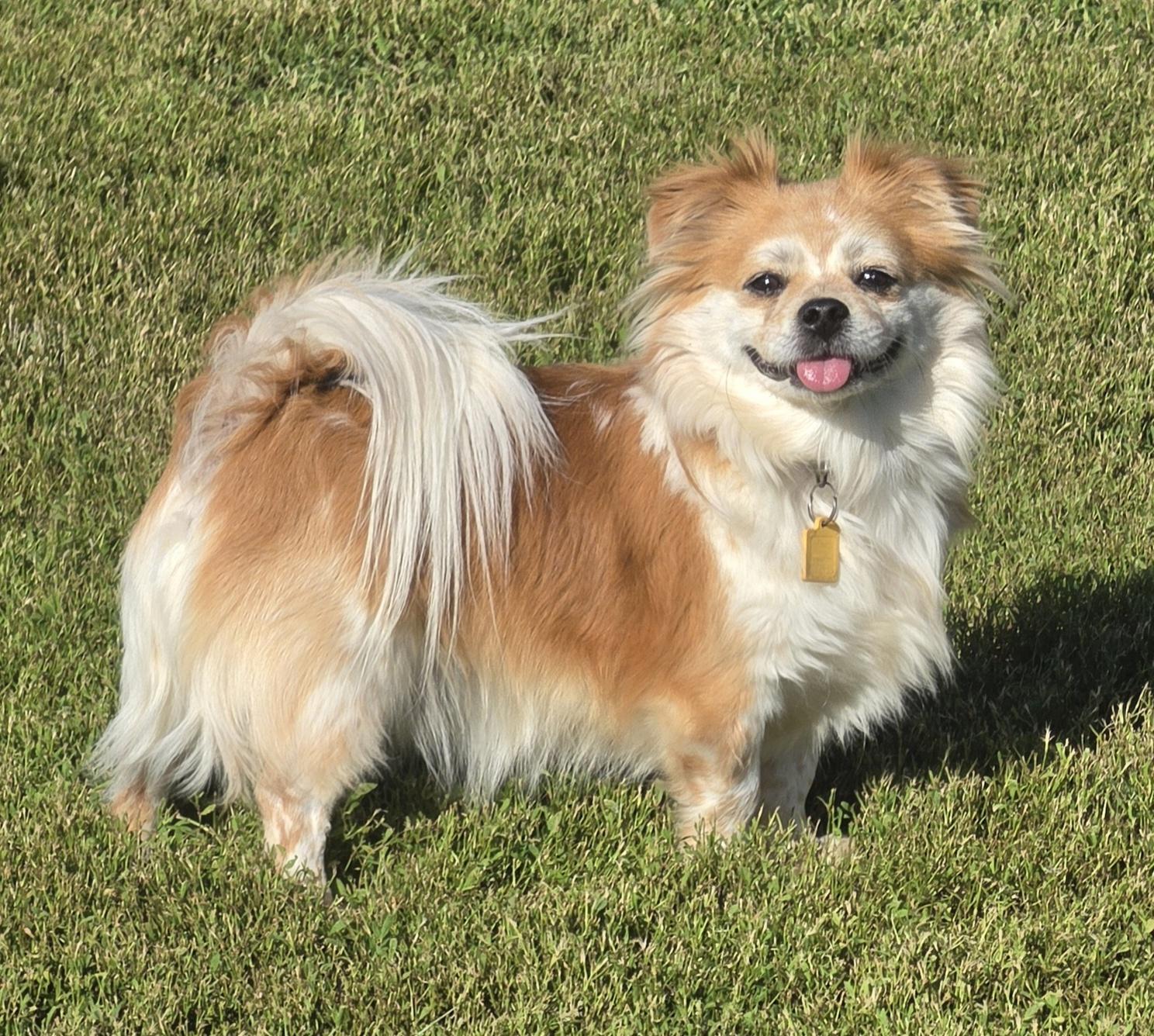 Enlarge Karl, an adopted mixed breed in Terre Haute, IN image 3/3