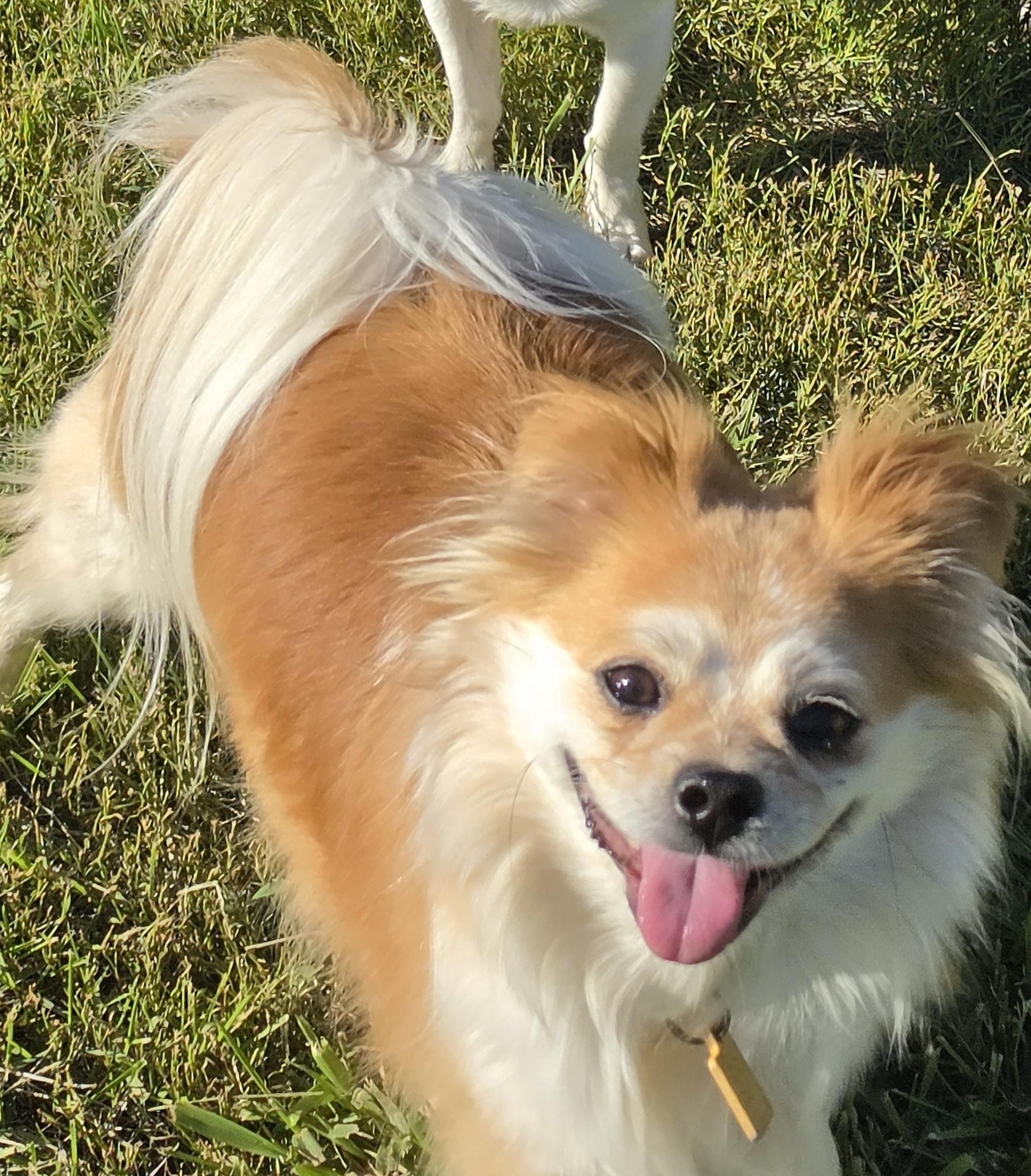 Enlarge Karl, an adopted mixed breed in Terre Haute, IN image 2/3