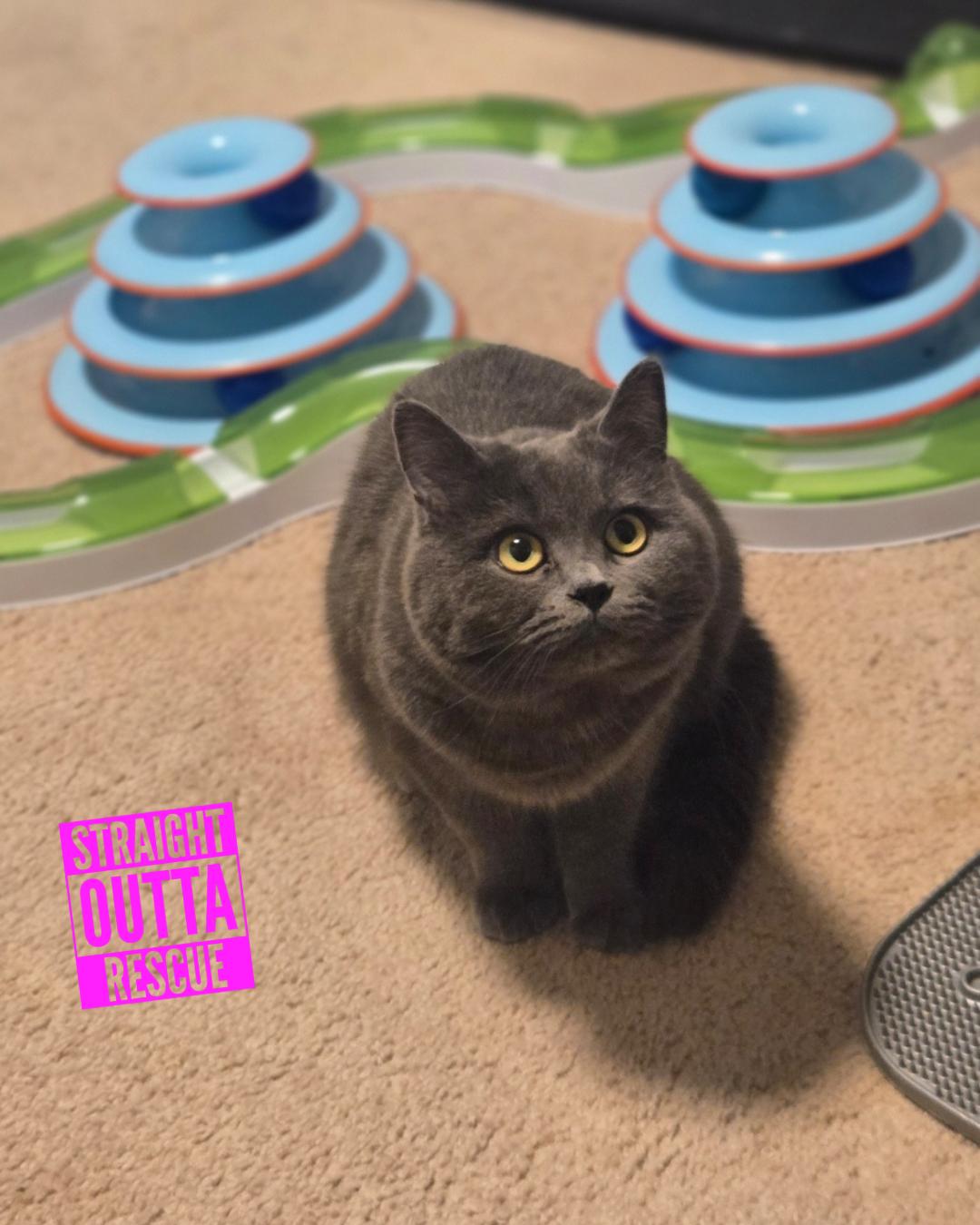 Enlarge Isadora - New Bio, a Adoptable Domestic Short Hair in Vancouver, BC image 2/6