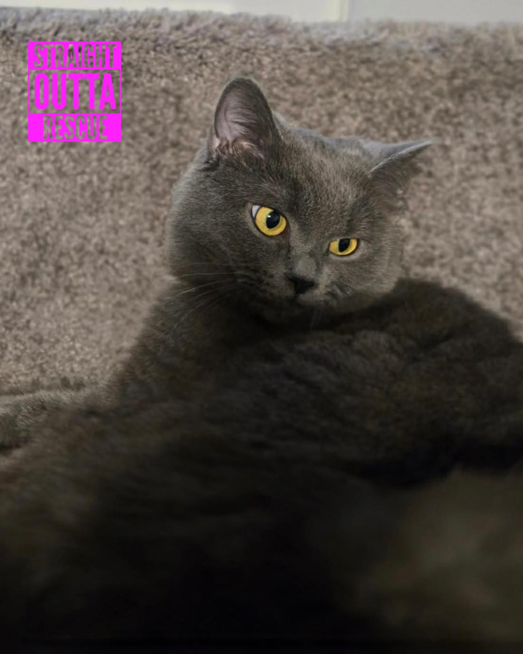 Isadora - New Bio, Adoptable, Young Female Domestic Short Hair.