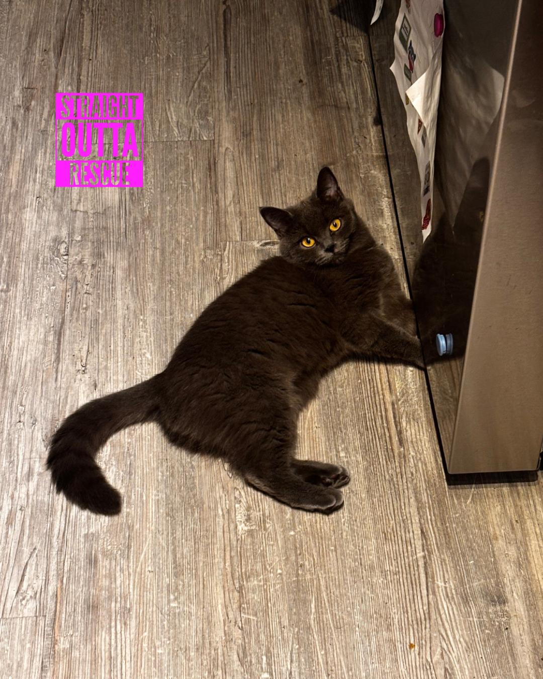 Isadora, a Adoptable Domestic Short Hair in Vancouver, BC image 1/3
