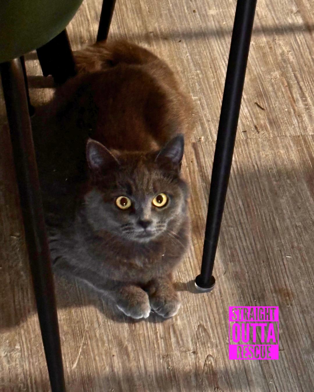 Isadora, a Adoptable Domestic Short Hair in Vancouver, BC image 3/3