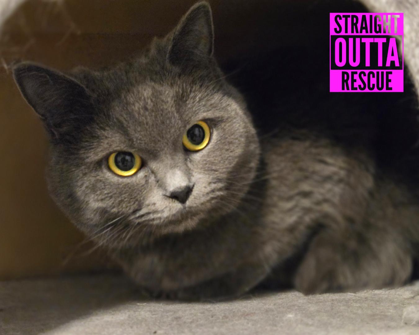 Isadora - New Bio, Adoptable, Young Female Domestic Short Hair.