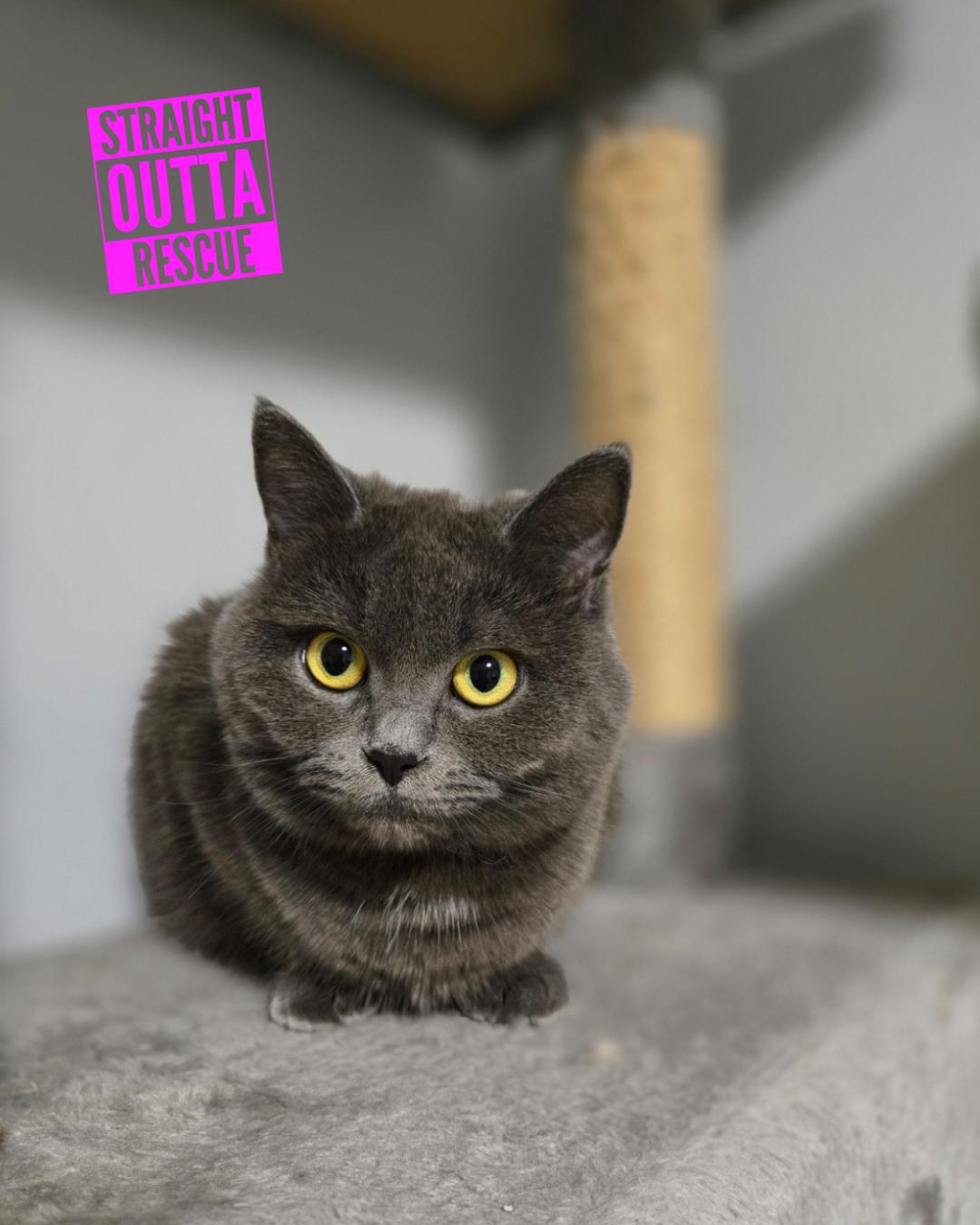 Enlarge Isadora - New Bio, a Adoptable Domestic Short Hair in Vancouver, BC image 6/6