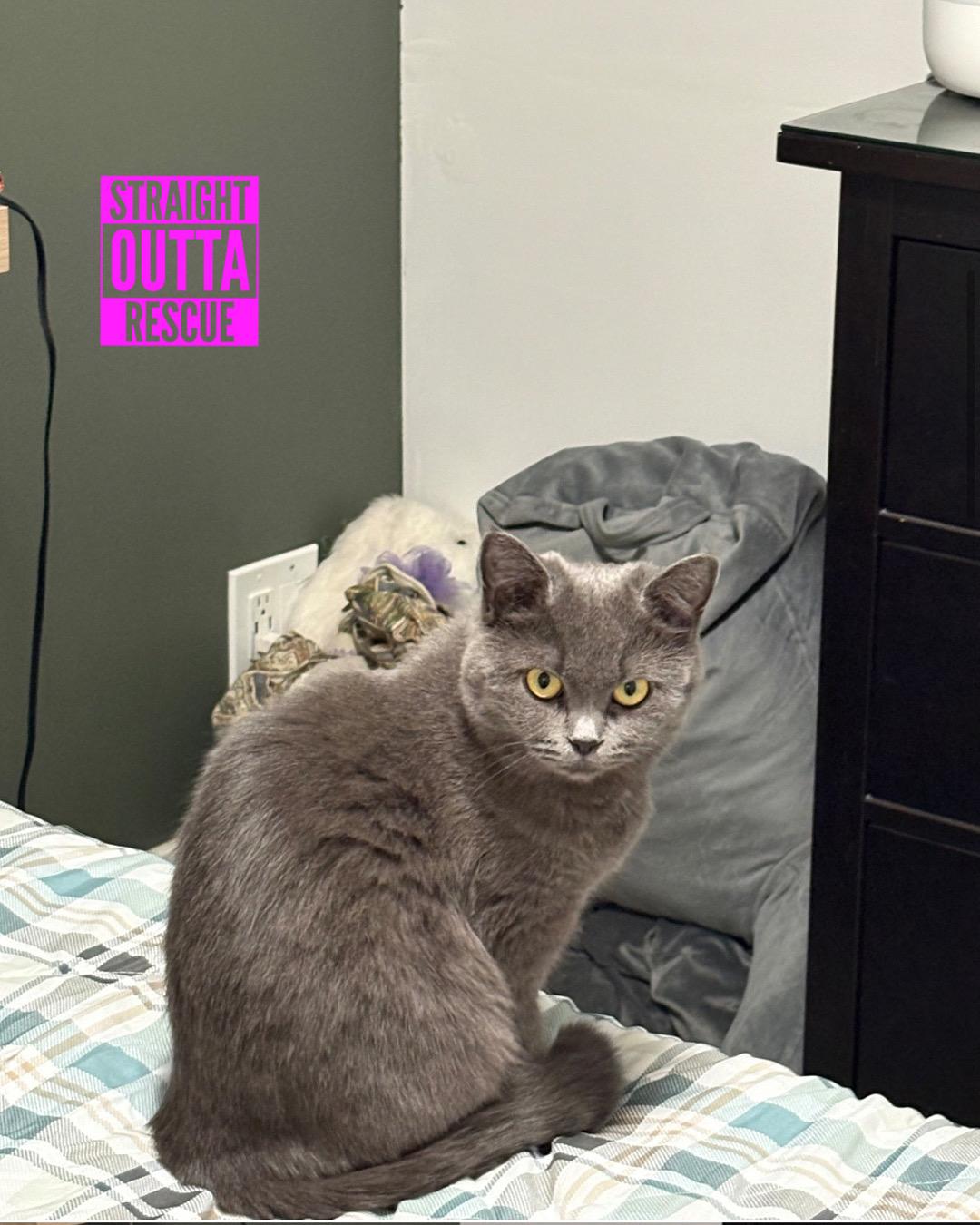 Isadora, a Adoptable Domestic Short Hair in Vancouver, BC image 2/3