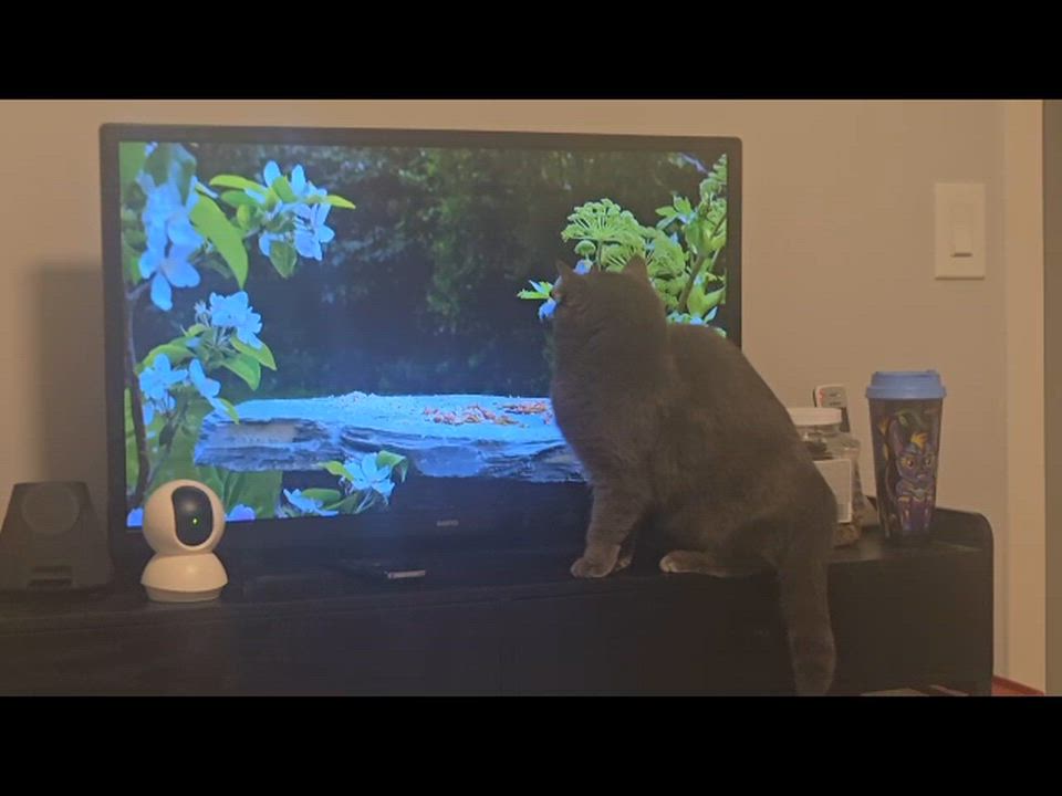 Enlarge Isadora - New Bio, a Adoptable Domestic Short Hair in Vancouver, BC video 6/6