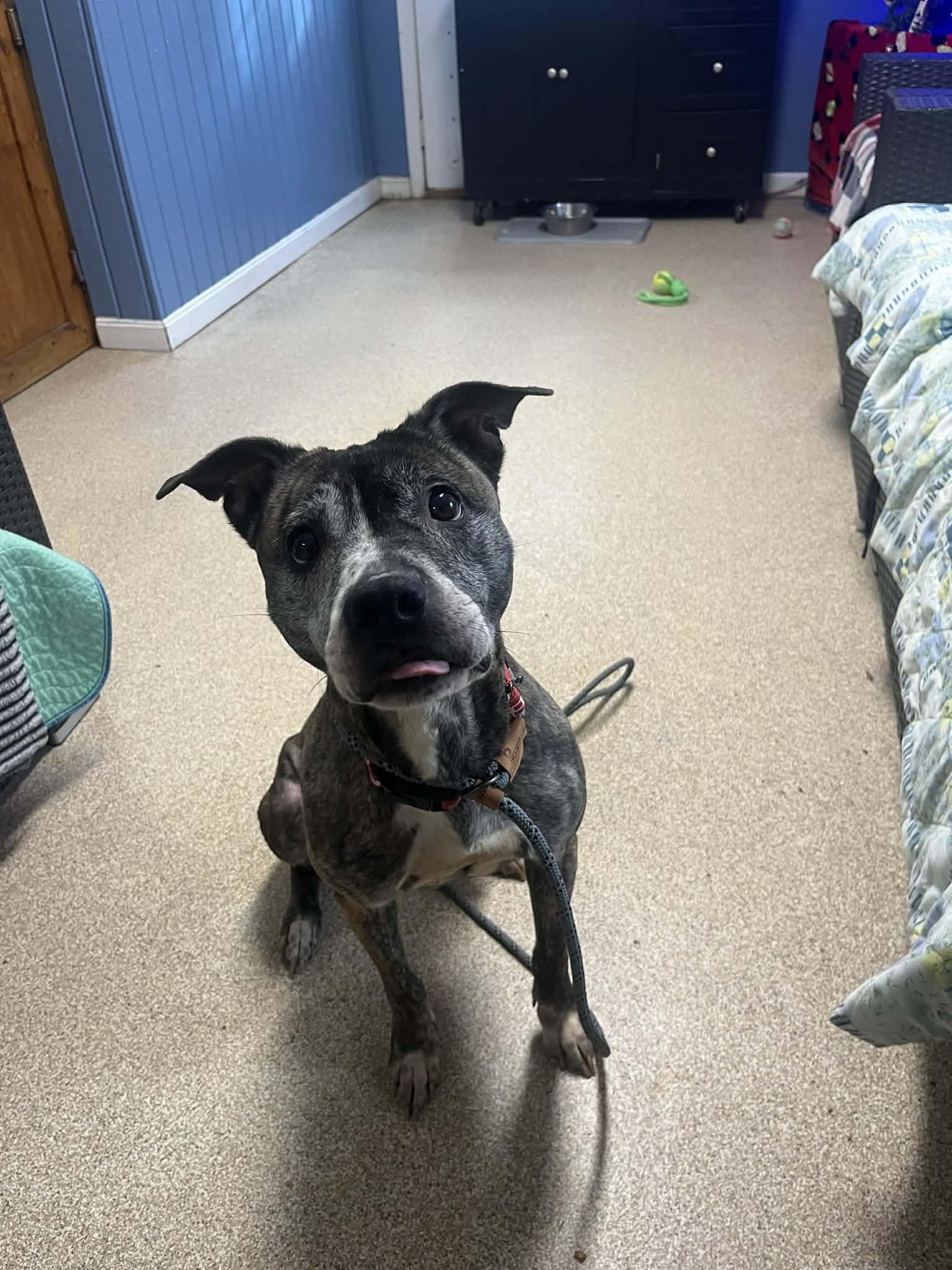 Enlarge Miss Mabel, a ADOPTABLE Staffordshire Bull Terrier in Sunderland, MD image 4/6