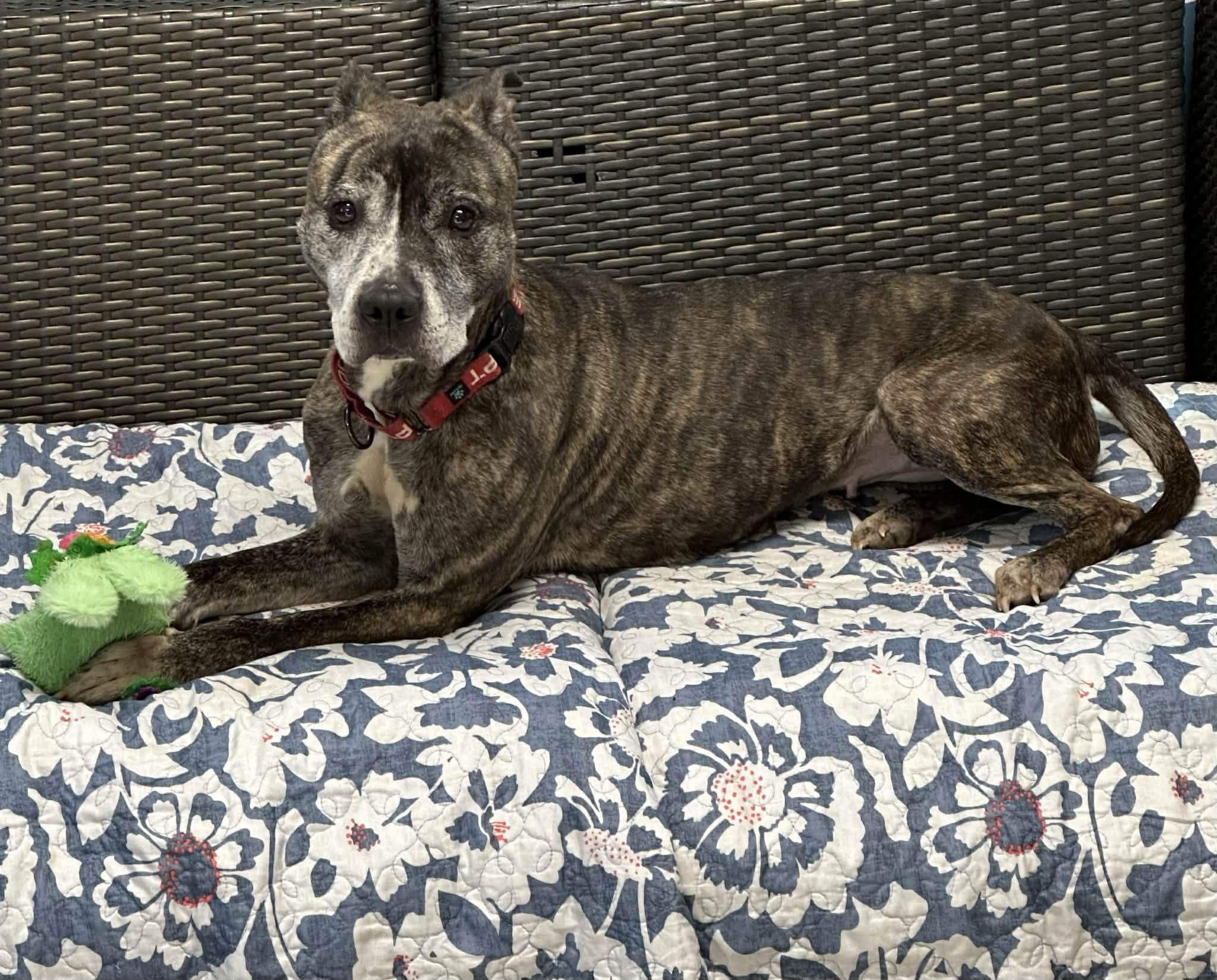 Miss Mabel, ADOPTABLE, Senior Female Staffordshire Bull Terrier.