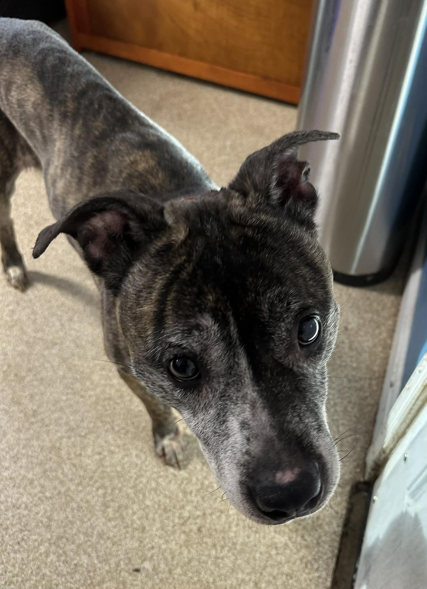 Enlarge Miss Mabel, a ADOPTABLE Staffordshire Bull Terrier in Sunderland, MD image 6/6