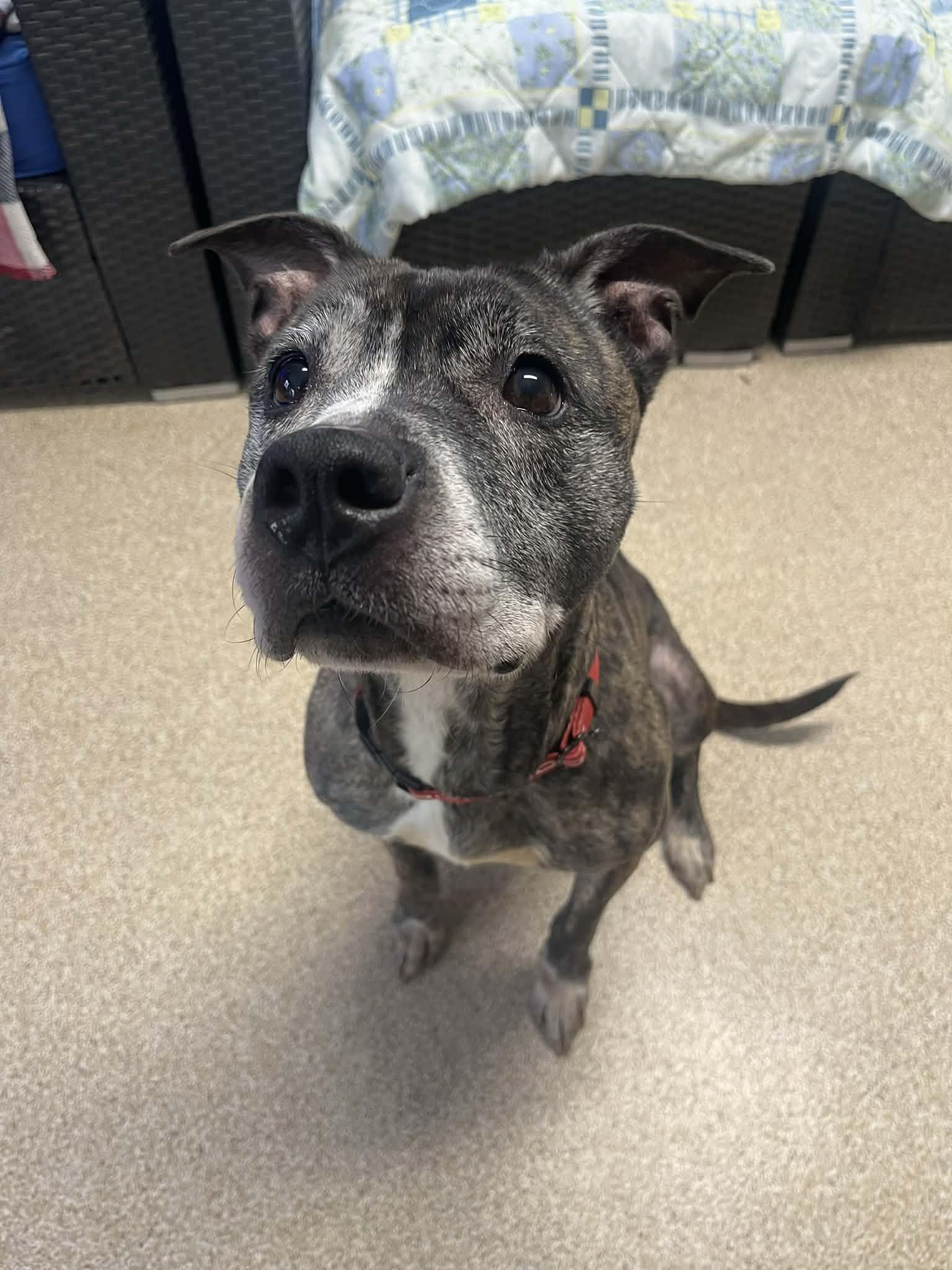 Enlarge Miss Mabel, a ADOPTABLE Staffordshire Bull Terrier in Sunderland, MD image 3/6
