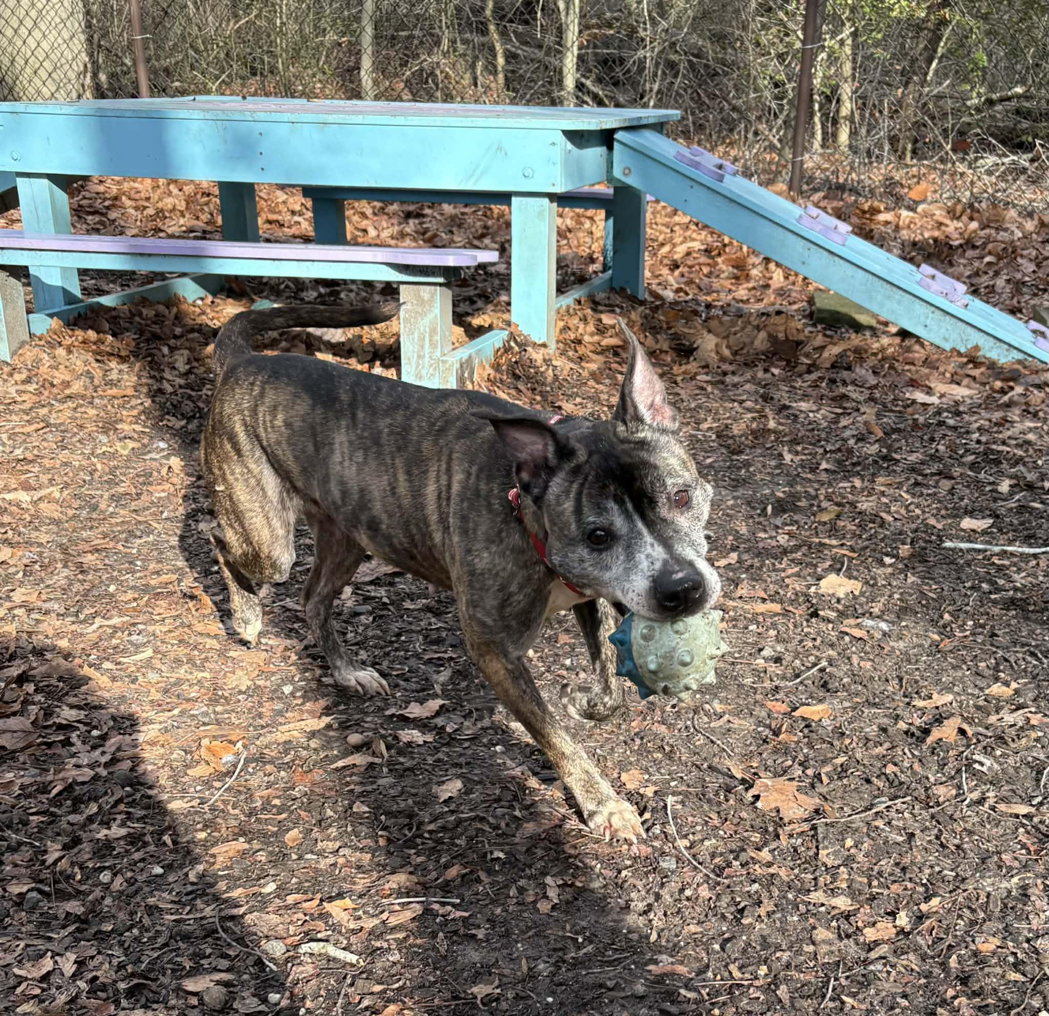 Enlarge Miss Mabel, a ADOPTABLE Staffordshire Bull Terrier in Sunderland, MD image 5/6