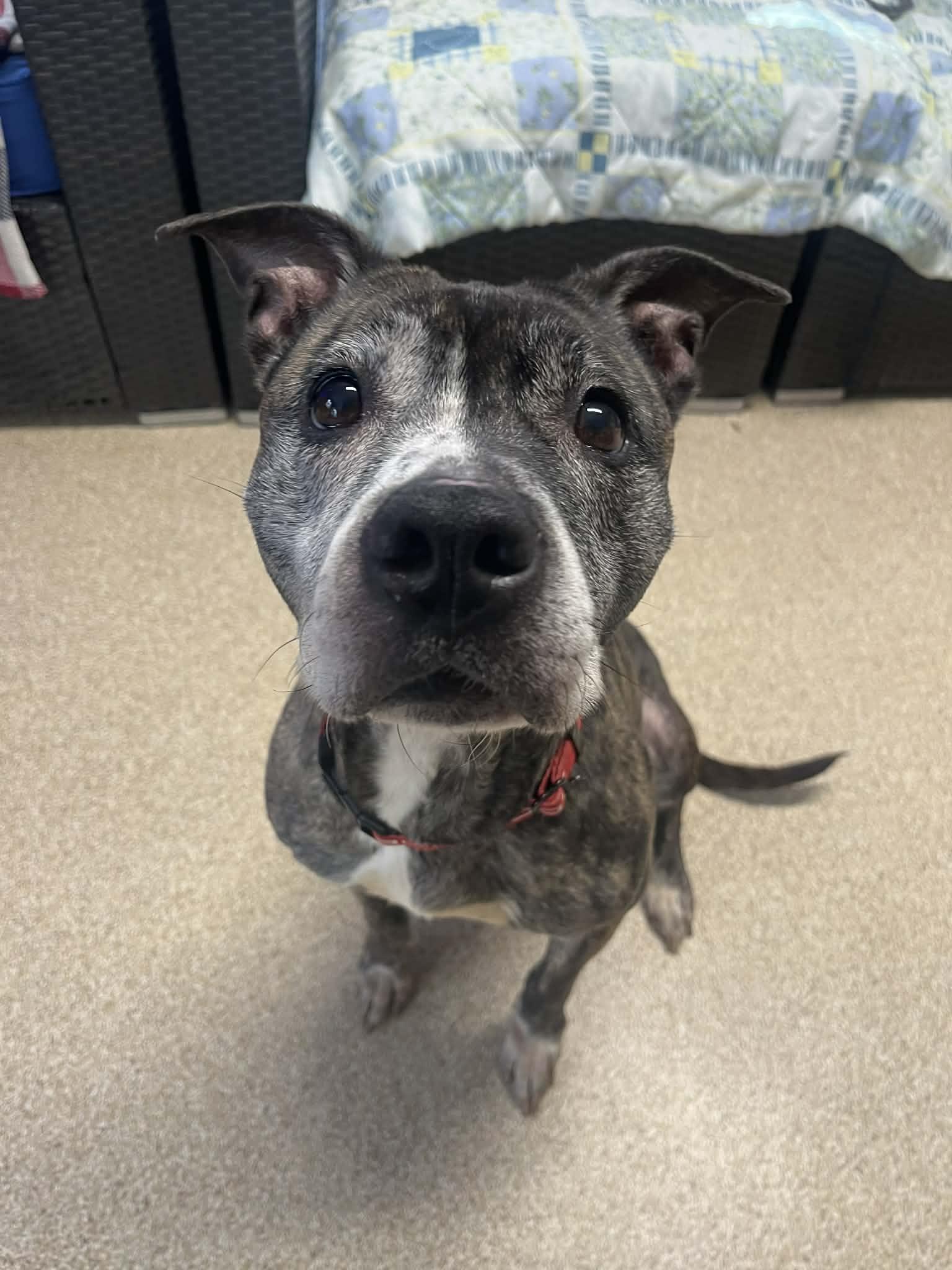 Enlarge Miss Mabel, a ADOPTABLE Staffordshire Bull Terrier in Sunderland, MD image 1/6