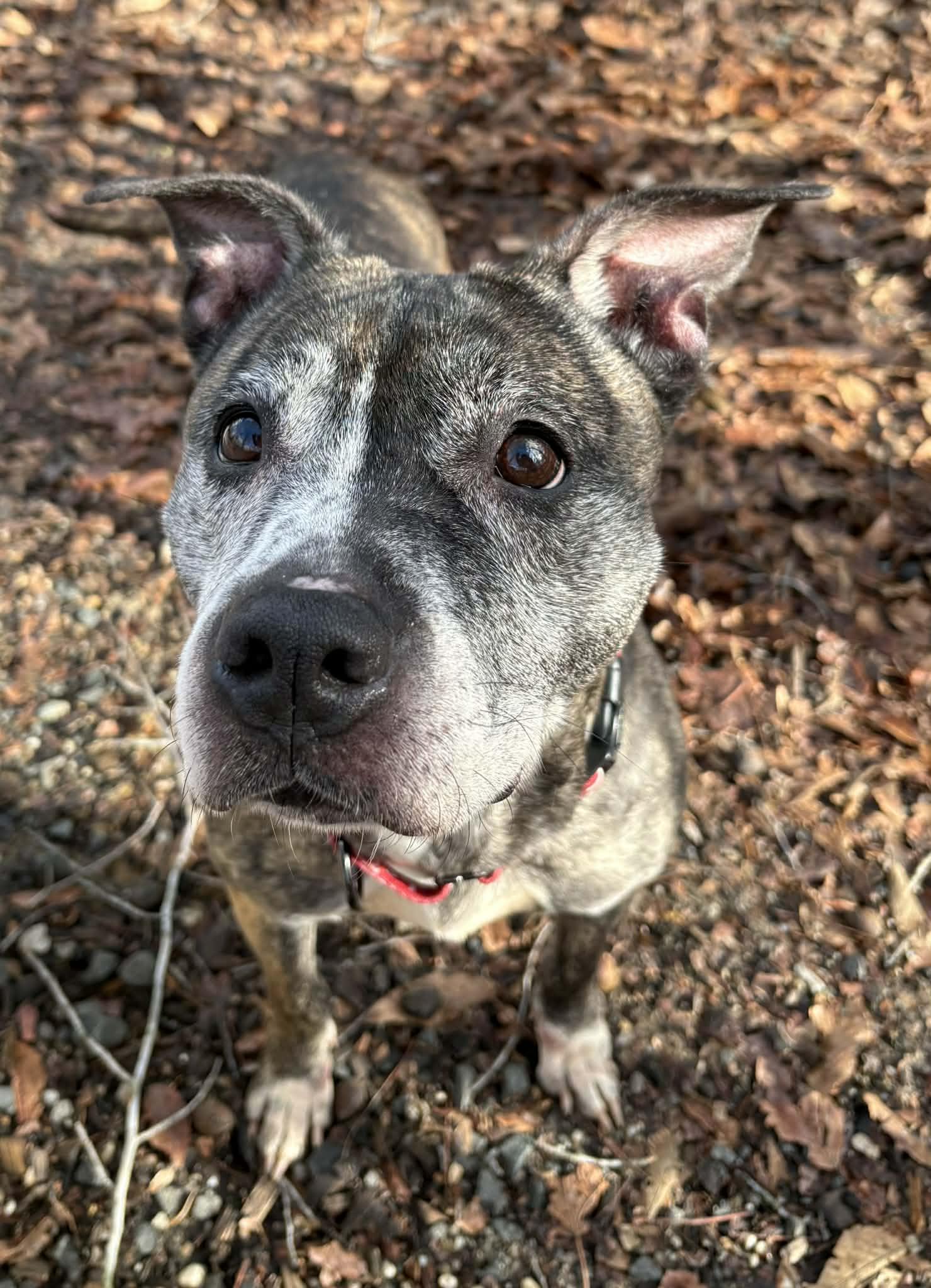 Enlarge Miss Mabel, a ADOPTABLE Staffordshire Bull Terrier in Sunderland, MD image 2/6