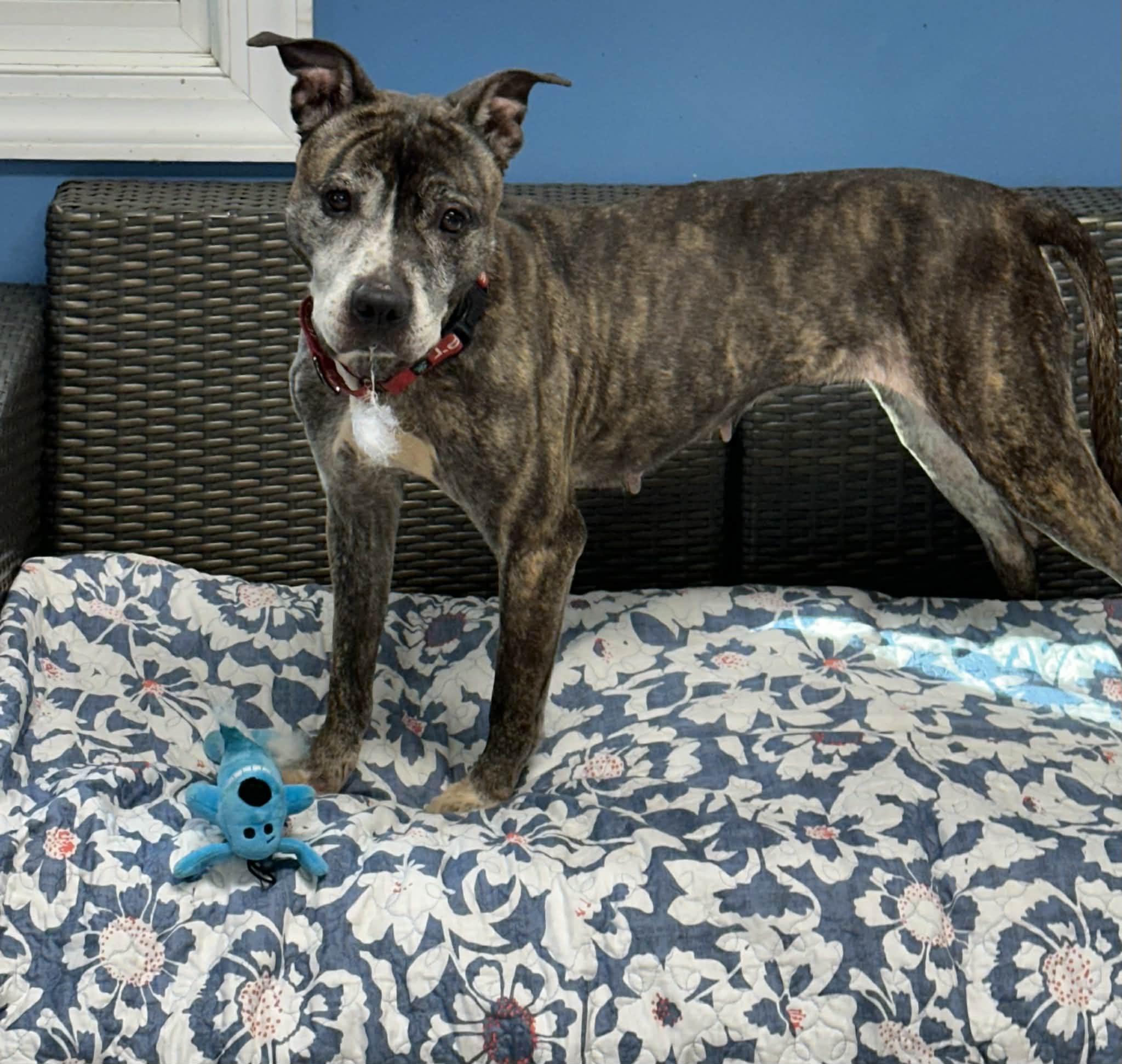 Miss Mabel, a ADOPTABLE Staffordshire Bull Terrier in Sunderland, MD image 6/6