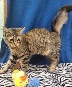 Sweet P, a ADOPTABLE Domestic Medium Hair in Bucyrus, OH image 1/3