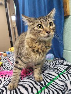 Sweet P, a ADOPTABLE Domestic Medium Hair in Bucyrus, OH image 3/3