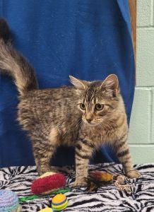 Sweet P, a ADOPTABLE Domestic Medium Hair in Bucyrus, OH image 2/3