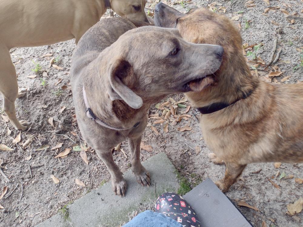 Enlarge Peaches, a Adopted mixed breed in Camden, SC image 5/6